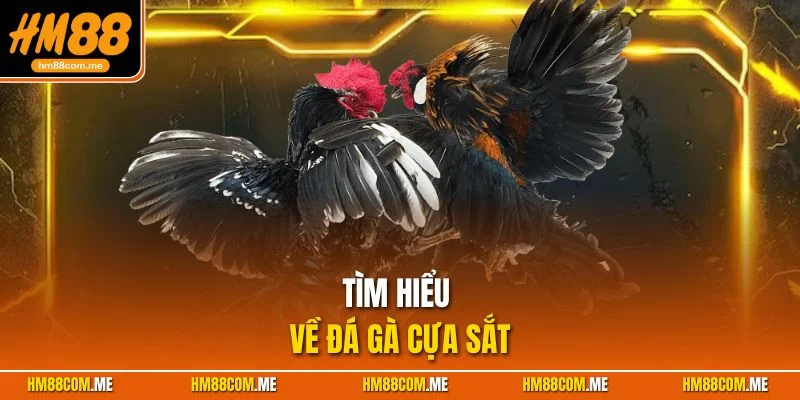 Những thông tin cần biết về bộ môn đá gà cựa sắt