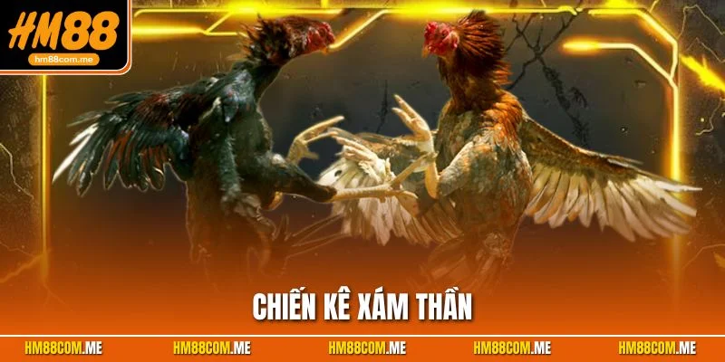 chiến kê xám thần hm88