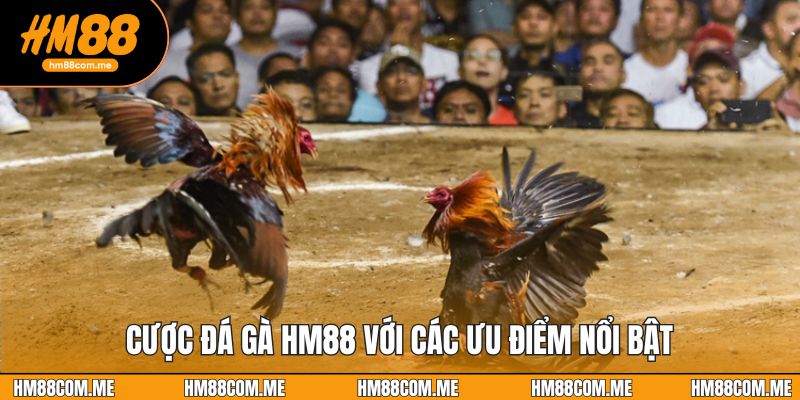 Cược đá gà HM88 với các ưu điểm nổi bật