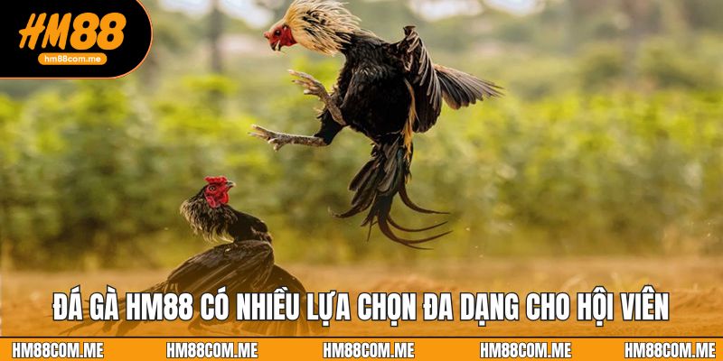 Đá gà HM88 có nhiều lựa chọn đa dạng cho hội viên