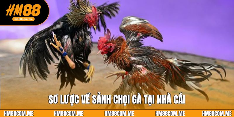 Sơ lược về sảnh chọi gà tại nhà cái